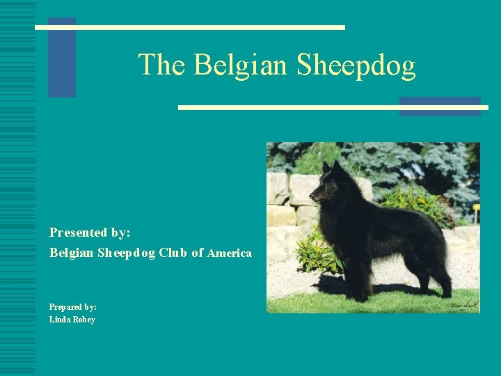 The Belgian Sheepdog Presented by: Belgian Sheepdog Club of America Prepared by: Linda Robey