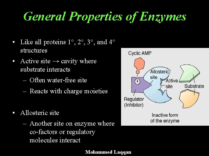 General Properties of Enzymes • Like all proteins 1°, 2°, 3°, and 4° structures