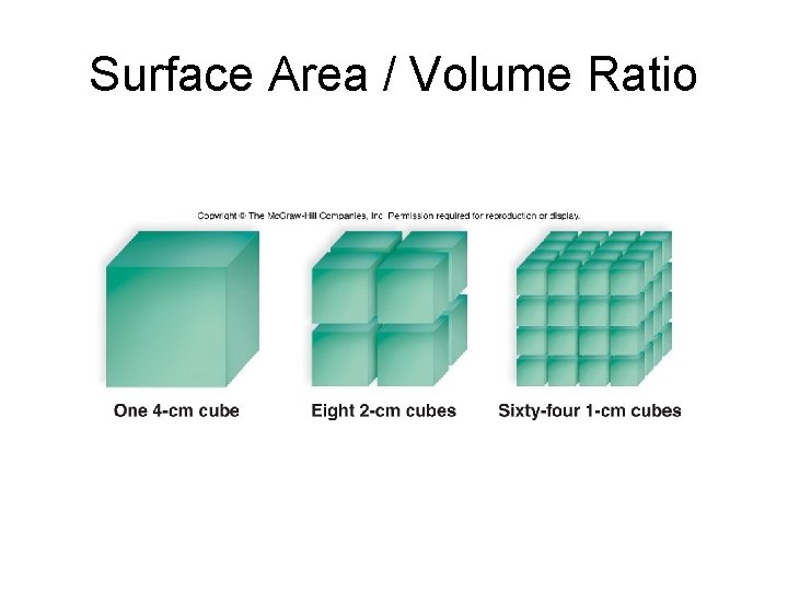 Surface Area / Volume Ratio 