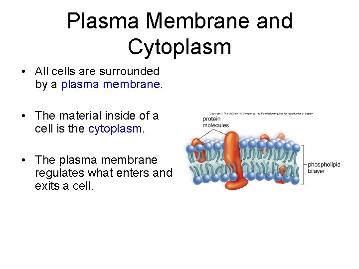 Plasma Membrane and Cytoplasm • All cells are surrounded by a plasma membrane. •