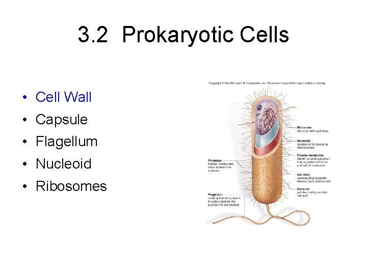 3. 2 Prokaryotic Cells • Cell Wall • Capsule • Flagellum • Nucleoid •