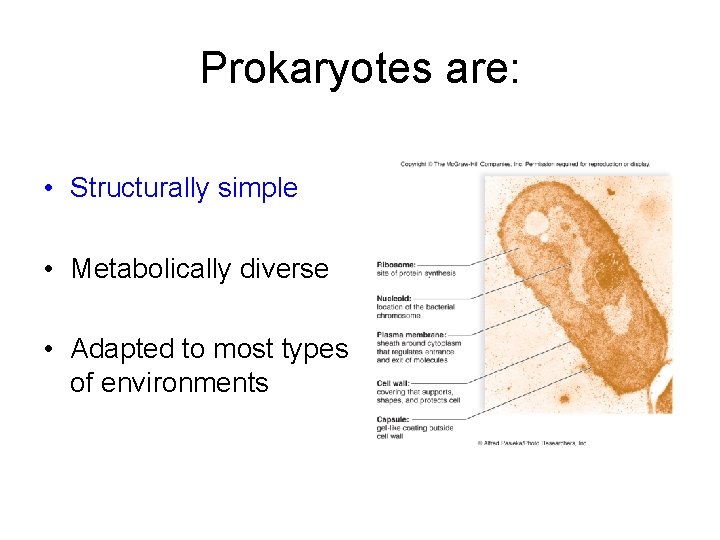 Prokaryotes are: • Structurally simple • Metabolically diverse • Adapted to most types of