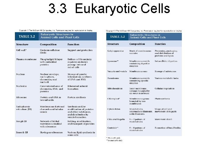 3. 3 Eukaryotic Cells 