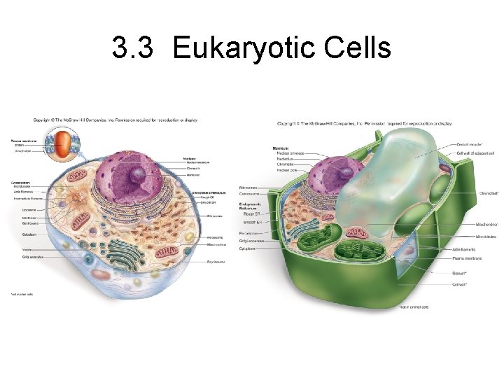 3. 3 Eukaryotic Cells 