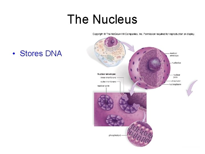 The Nucleus • Stores DNA 
