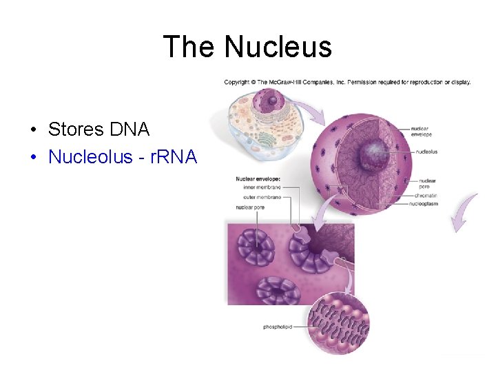 The Nucleus • Stores DNA • Nucleolus - r. RNA 