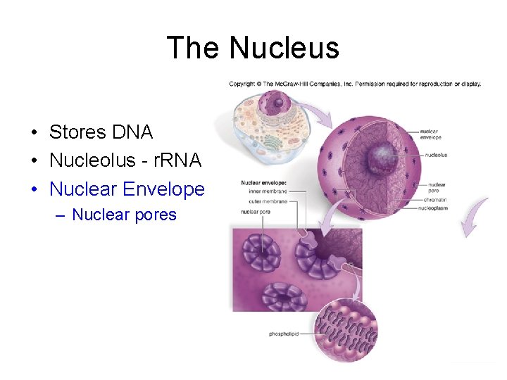 The Nucleus • Stores DNA • Nucleolus - r. RNA • Nuclear Envelope –