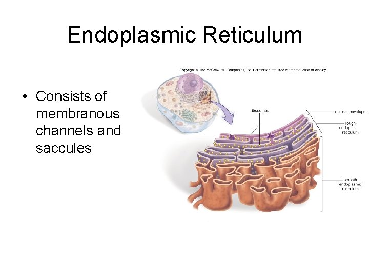 Endoplasmic Reticulum • Consists of membranous channels and saccules 