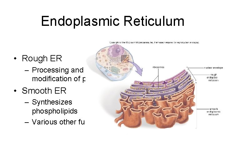 Endoplasmic Reticulum • Rough ER – Processing and modification of proteins • Smooth ER