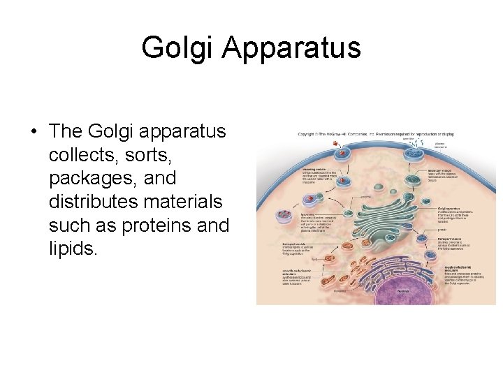 Golgi Apparatus • The Golgi apparatus collects, sorts, packages, and distributes materials such as