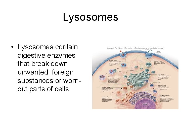 Lysosomes • Lysosomes contain digestive enzymes that break down unwanted, foreign substances or wornout