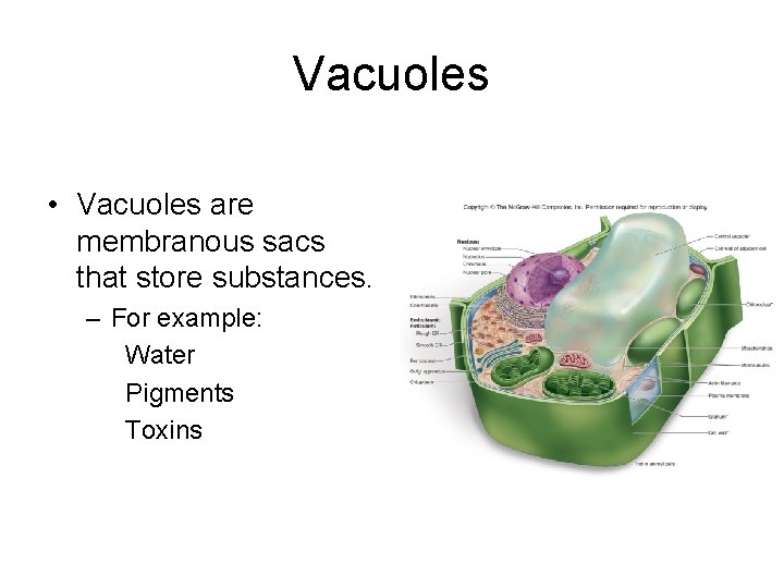 Vacuoles • Vacuoles are membranous sacs that store substances. – For example: Water Pigments