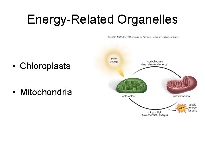 Energy-Related Organelles • Chloroplasts • Mitochondria 