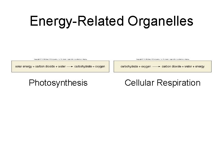 Energy-Related Organelles Photosynthesis Cellular Respiration 