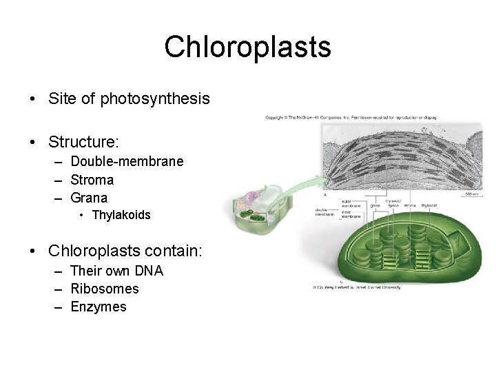 Chloroplasts • Site of photosynthesis • Structure: – Double-membrane – Stroma – Grana •