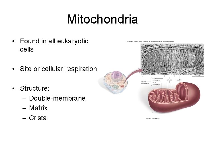 Mitochondria • Found in all eukaryotic cells • Site or cellular respiration • Structure: