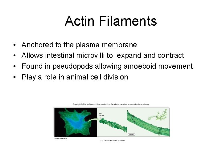Actin Filaments • • Anchored to the plasma membrane Allows intestinal microvilli to expand