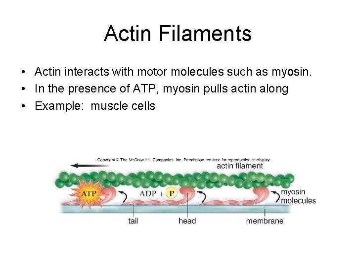 Actin Filaments • Actin interacts with motor molecules such as myosin. • In the