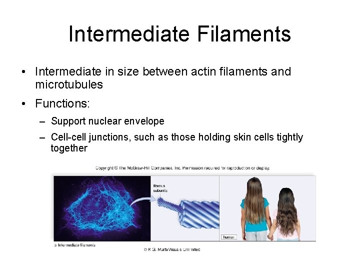 Intermediate Filaments • Intermediate in size between actin filaments and microtubules • Functions: –