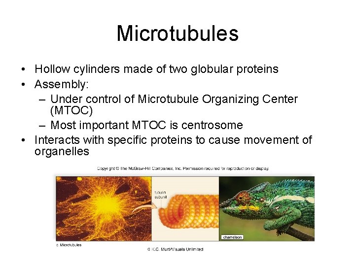 Microtubules • Hollow cylinders made of two globular proteins • Assembly: – Under control