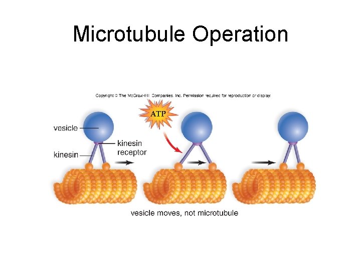 Microtubule Operation 