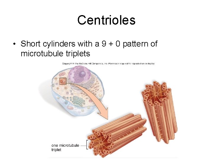 Centrioles • Short cylinders with a 9 + 0 pattern of microtubule triplets 