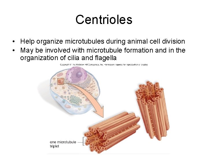 Centrioles • Help organize microtubules during animal cell division • May be involved with