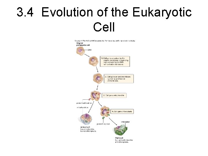 3. 4 Evolution of the Eukaryotic Cell 
