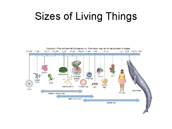 Sizes of Living Things 