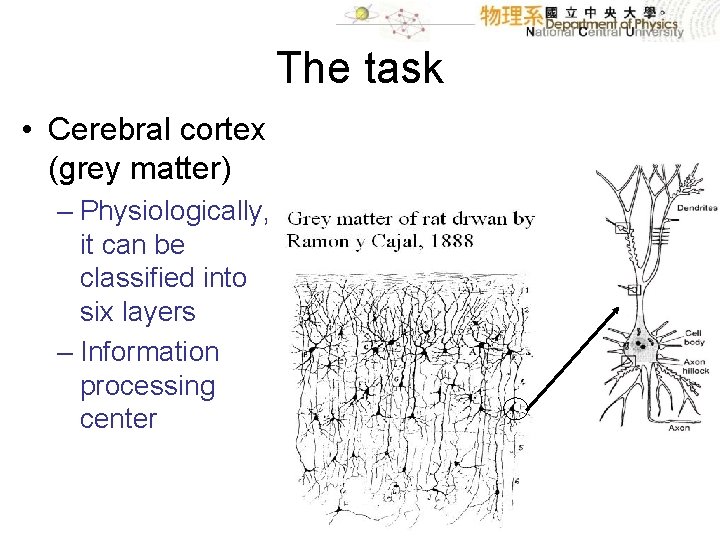 The task • Cerebral cortex (grey matter) – Physiologically, it can be classified into