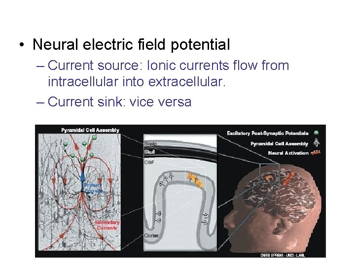  • Neural electric field potential – Current source: Ionic currents flow from intracellular