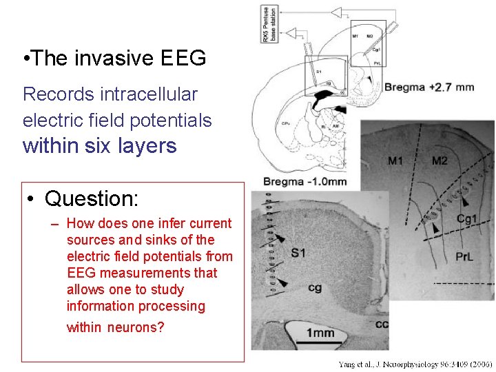  • The invasive EEG Records intracellular electric field potentials within six layers •