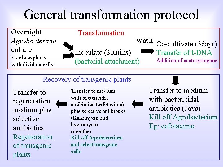 General transformation protocol Overnight Agrobacterium culture Sterile explants with dividing cells Transformation Wash Co-cultivate