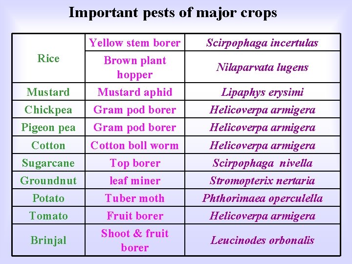 Important pests of major crops Yellow stem borer Scirpophaga incertulas Rice Brown plant hopper