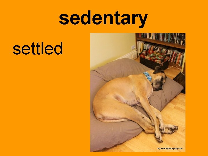 sedentary settled 