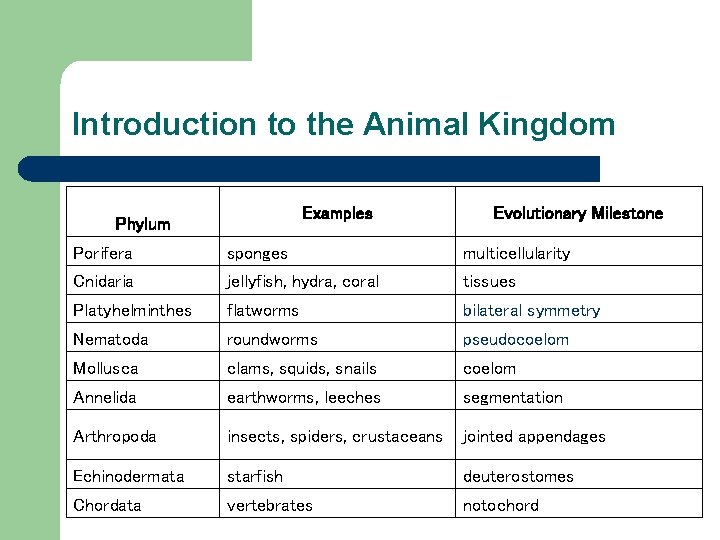 Introduction to the Animal Kingdom Examples Phylum Evolutionary Milestone Porifera sponges multicellularity Cnidaria jellyfish,