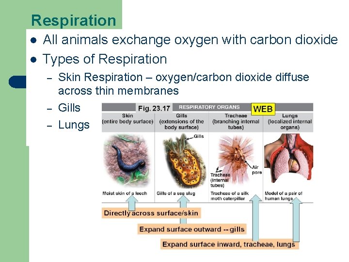 Respiration l l All animals exchange oxygen with carbon dioxide Types of Respiration –