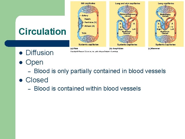 Circulation l l Diffusion Open – l Blood is only partially contained in blood