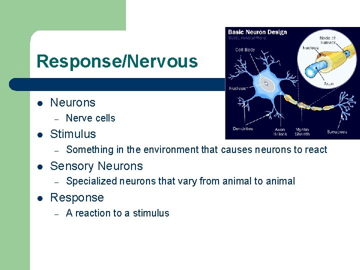 Response/Nervous l Neurons – l Stimulus – l Something in the environment that causes