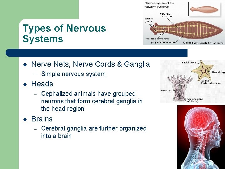 Types of Nervous Systems l Nerve Nets, Nerve Cords & Ganglia – l Heads