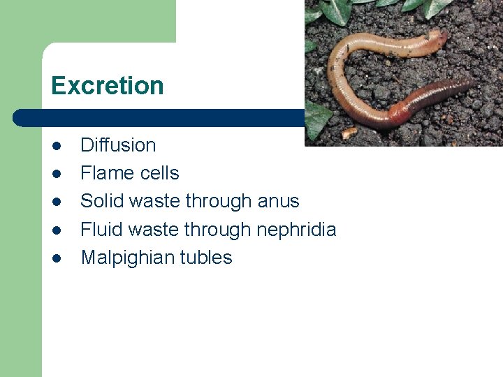 Excretion l l l Diffusion Flame cells Solid waste through anus Fluid waste through