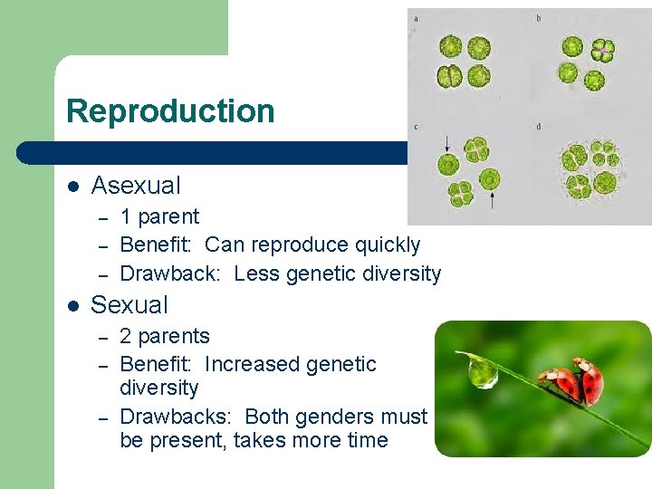 Reproduction l Asexual – – – l 1 parent Benefit: Can reproduce quickly Drawback: