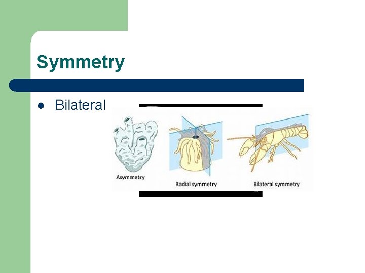 Symmetry l Bilateral 