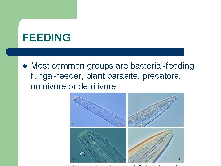 FEEDING l Most common groups are bacterial-feeding, fungal-feeder, plant parasite, predators, omnivore or detritivore