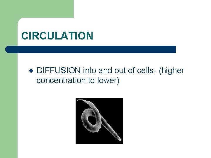 CIRCULATION l DIFFUSION into and out of cells- (higher concentration to lower) 