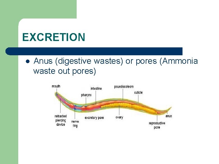 EXCRETION l Anus (digestive wastes) or pores (Ammonia waste out pores) 