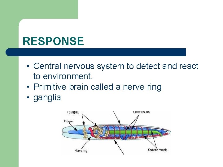 RESPONSE • Central nervous system to detect and react to environment. • Primitive brain