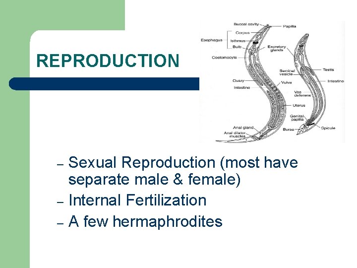 REPRODUCTION Sexual Reproduction (most have separate male & female) – Internal Fertilization – A