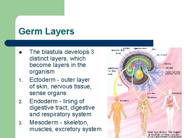 Germ Layers l 1. 2. 3. The blastula develops 3 distinct layers, which become