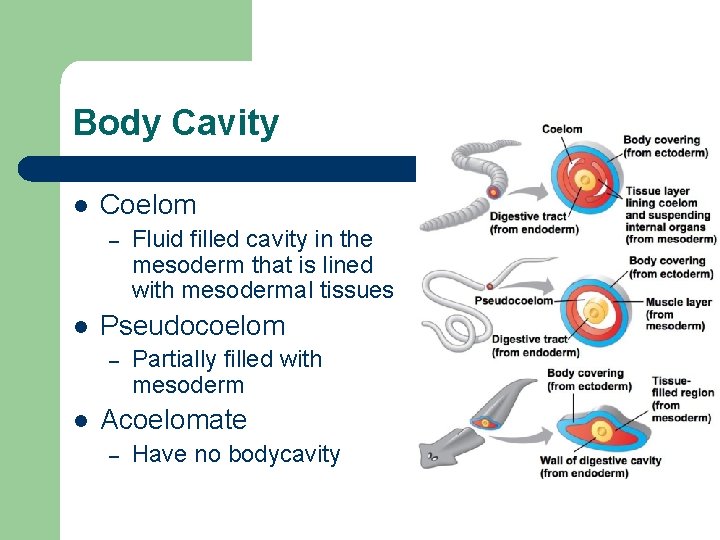 Body Cavity l Coelom – l Pseudocoelom – l Fluid filled cavity in the